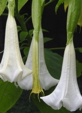 BRUGMANSIA Cypress Gardens